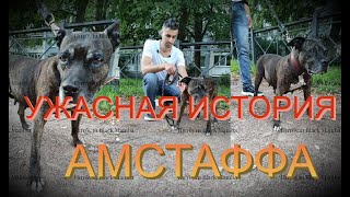 УЖАСНАЯ ИСТОРИЯ АМСТАФФА!!!