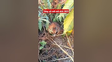 Tiếng Chim Cút Mồi Chuẩn Cho Ae Đánh Loa Nhé!