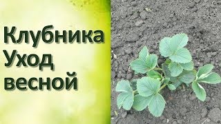 Клубника весной Уход за садовой земляникой