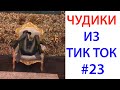 ПРИКОЛЫ В ТИК ТОК 😎 ЧУДИКИ ИЗ ТИК ТОК 😎 Top TikTok 2020