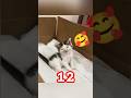 TRY_NOT_TO_LAUGH🤣🤣|THE_BEST_FUNNY_CAT_COMPILATION_OF_2026 (IMPOSSIBLE )