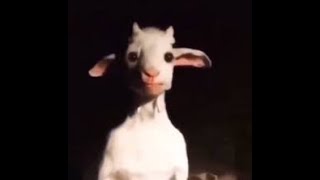 Top 5 Goats