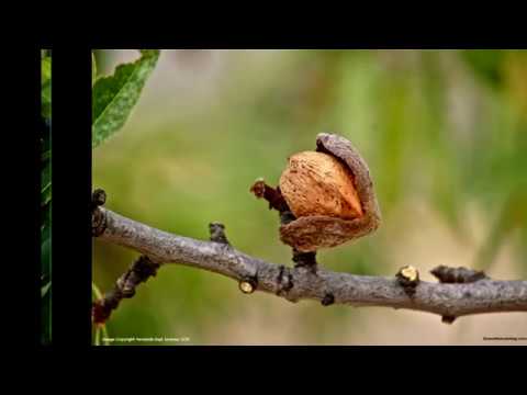 What Are Sweet Almonds And What Are Bitter Almonds Youtube