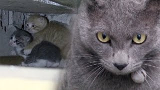 The Truth Behind the ‘Mystery Noise’ Above the Ceiling @TV Animal Farm 20160529