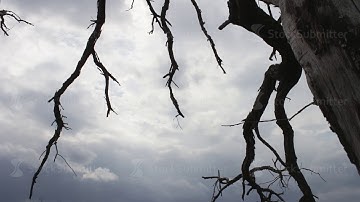 Mystical fairytale atmosphere. Cloudy sky with a dead dead tree. The camera moves on the slider. The