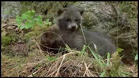 The Raccoon Dog