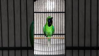 Download Lagu jangan takut cucak ijo isian kutilang .#shorts #short #suara #burungkicau #cucakijo #burung MP3