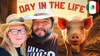 Pig Farming in México- DAY IN OUR LIFE