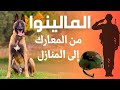 لماذا اختارته القوات الخاصة أسرار كلب المالينوا البلجيكي 