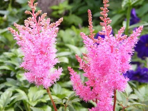 Video: Astilbabladeren Drogen En Krullen: Wat Te Doen Als De Randen Van Astilbabladeren In De Tuin Opdrogen? Oorzaken En Behandeling