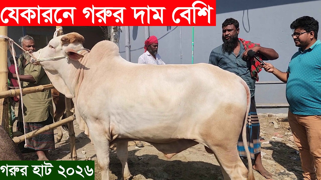 বাইশমৌজা গরুর হাট ২০২৬। যেকারনে গরুর দাম বেশি। কুরবানীর উপযোগী গরুর দাম জানুন Gorur dam 2026