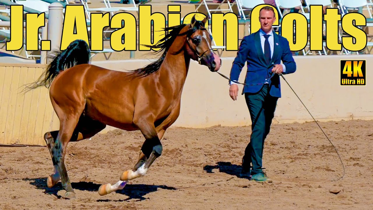 Чемпионат арабских лошадей среди молодых жеребят на выставке арабских лошадей в Скоттсдейле