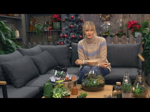 Video: Uzgoj blagdanskog bilja - Kako se brinuti za blagdansko bilje