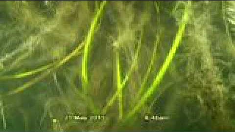 Roots Flourishing Under a BioHaven Floating Island