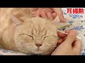 【猫耳掃除】大好きな耳掃除をしてうっとりが止まらなくなった猫…ww Cat ear cleaning！Cute animals