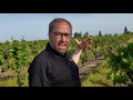From the Vine looks at shoot thinning
