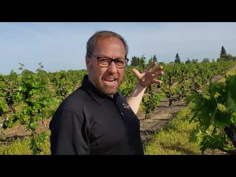 From the Vine