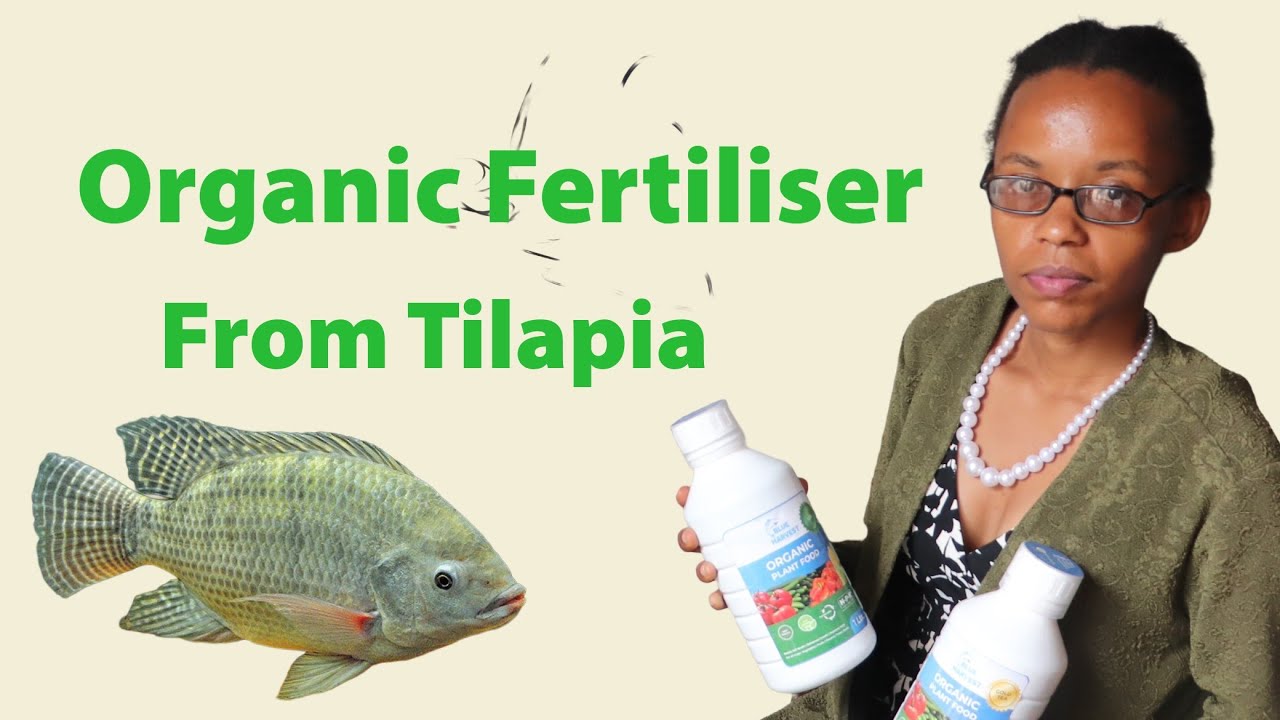 From Fish Waste to Soil Health | How Kenya innovator Is Making organic Fertilizer from Tilapia