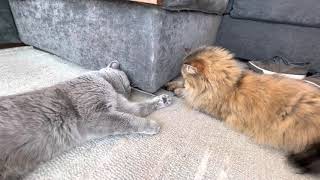 Look what these two cute British shorthair cat friends see under the couch! by Real Cats of Colorado 4,328 views 3 years ago 16 seconds