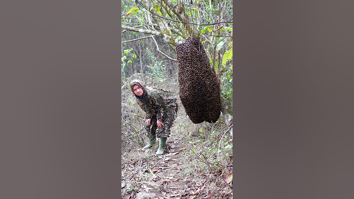 A colony of honey bees with millions of bees landed right on the path 😱🐝 | Tropical Forest Bees