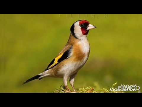 إهداء إلى كل ماليع تركيبة ودانية فريدة نقاط الماء ناقوس سطاتي خلخال هشام2