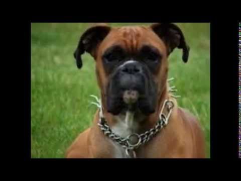Video: Cuándo alimentar a un perro después de vomitar