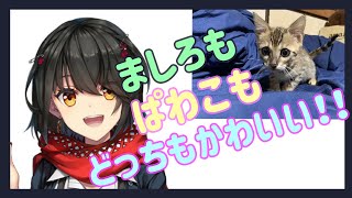 【猫】新しい家族”ぱわこ”とましろがかわいい