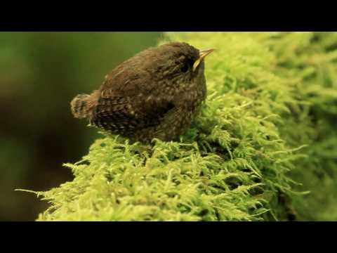 Winter Wren.avi