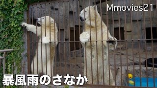 Polar Bear 