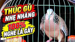 TIẾNG CHIM CU GÁY 🐦Giọng Hấp Dẫn THÚC GÙ [ GÁY GỌI,THÚC,GÙ ]Kích Bổi Nhanh Nổi.Cu Gáy.Cu Đất,Cu cườm