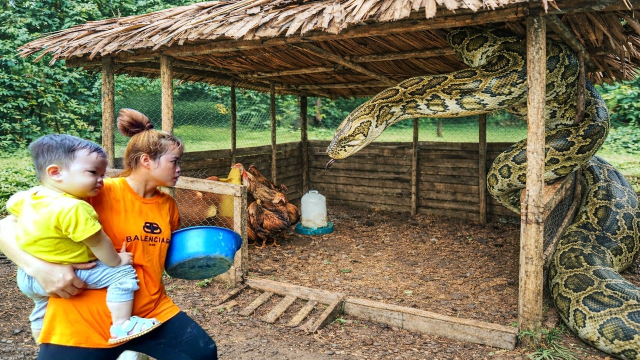 Dangerous giant python invasion at poultry farm & Pineapple harvest day