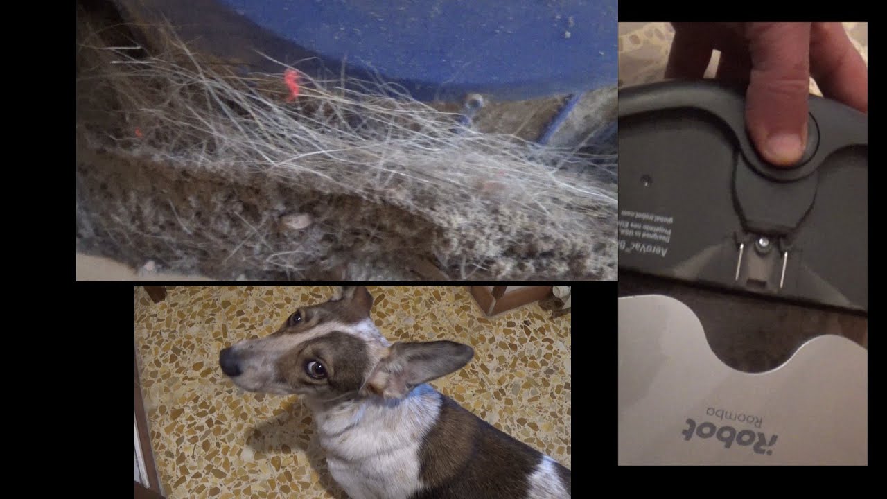 Come si comporta il Roomba con i peli degli animali - YouTube
