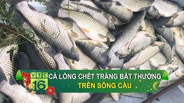 Cá lồng chết trắng bất thường trên sông Cầu | VTC16