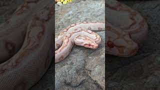 Male Purple Pastel Sharp Albino Het Leopard #snakevideo #reptilephotography #boaconstrictor
