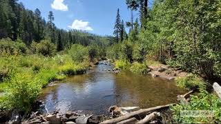 Real Estate Agent Greer AZ