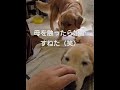 朝から親子で甘えて来る#ゴールデンレトリバーの親子 #goldenretriever #ゴールデンレトリバー #癒し #ibukikohaku #ビスとイロハ