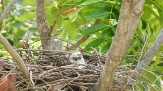 3-4 week old Crested Goshawk Chick