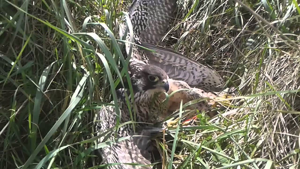 Peregrine Falcon Attacks Kestrel In Baltray