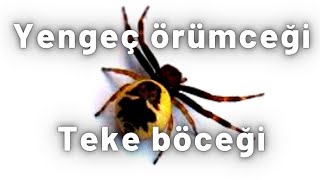 Yengeç Örümceği Ve Teke Böceği Mücadelesisynema Globosum