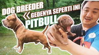 KETEMU TEMEN LAMA!!!!!DARI BULLY JADI BREEDER PITBULL TOP (FIREFLYKENNEL) by Nextpets Channel 444 views 2 years ago 15 minutes