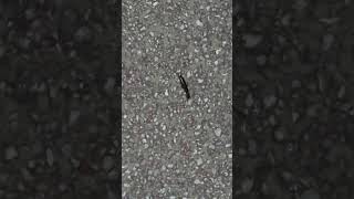 earwig