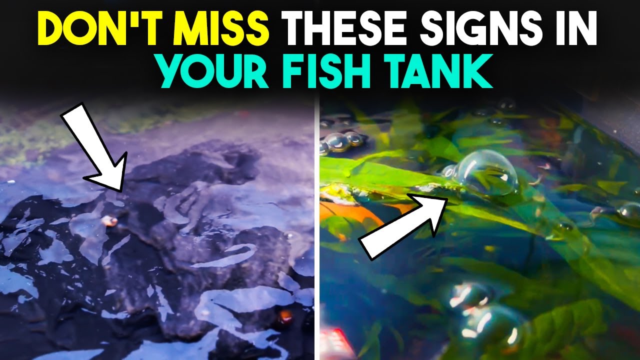 aquarium protein film composition