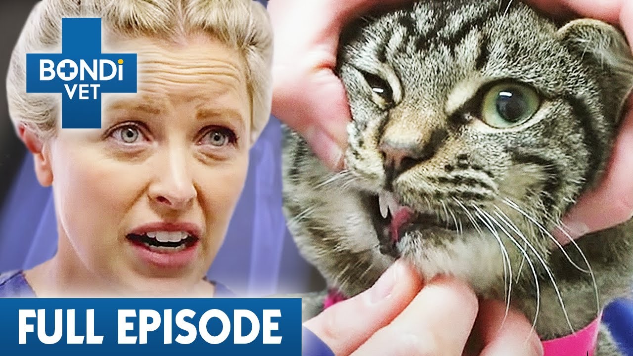 Stray Cats Shocking Injury Has Vet Appalled Bondi Vet Coast To