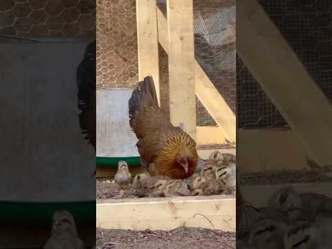 Greenhouse coop activities #minifenix #craidero #gallo #rooster #qaibdib
