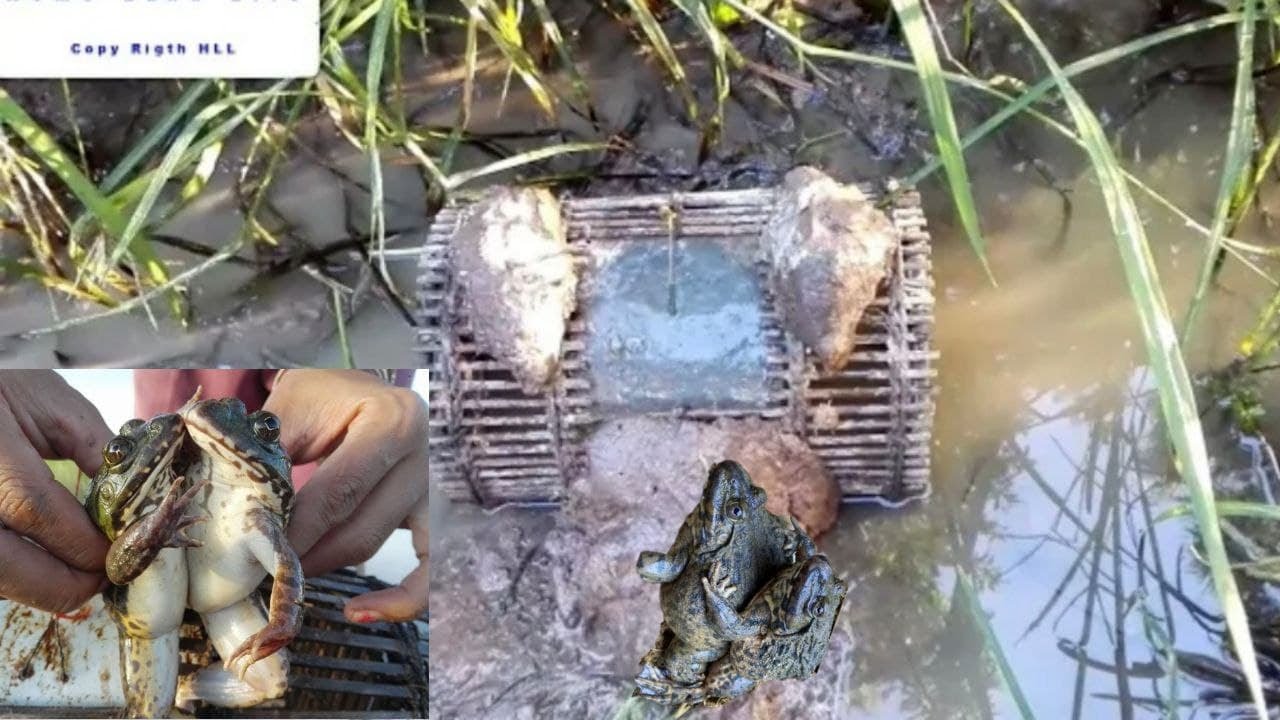 Amazing Frog Trap How to Make a Very Simple Frog Trap by Boy. YouTube