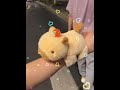 Good friend, give me a capybara that hugs its hands. That's not too much, right