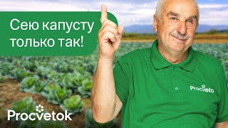 видео: КАПУСТА БЕЗ РАССАДЫ И ЛИШНИХ ХЛОПОТ! Агроном сеет капусту сразу в грунт и получает огромные кочаны картинка: КАПУСТА БЕЗ РАССАДЫ И ЛИШНИХ ХЛОПОТ! Агроном сеет капусту сразу в грунт и получает огромные кочаны