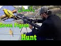 Green Pigeon (Hariyal) Hunting In Pakistan With PCP Airgun 2019-2020