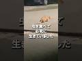 ガリガリの野良猫が家族になるまでの９日間の軌跡 #shorts