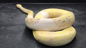 Ball Python Morphs #9  Piebald Combos  Part 1
